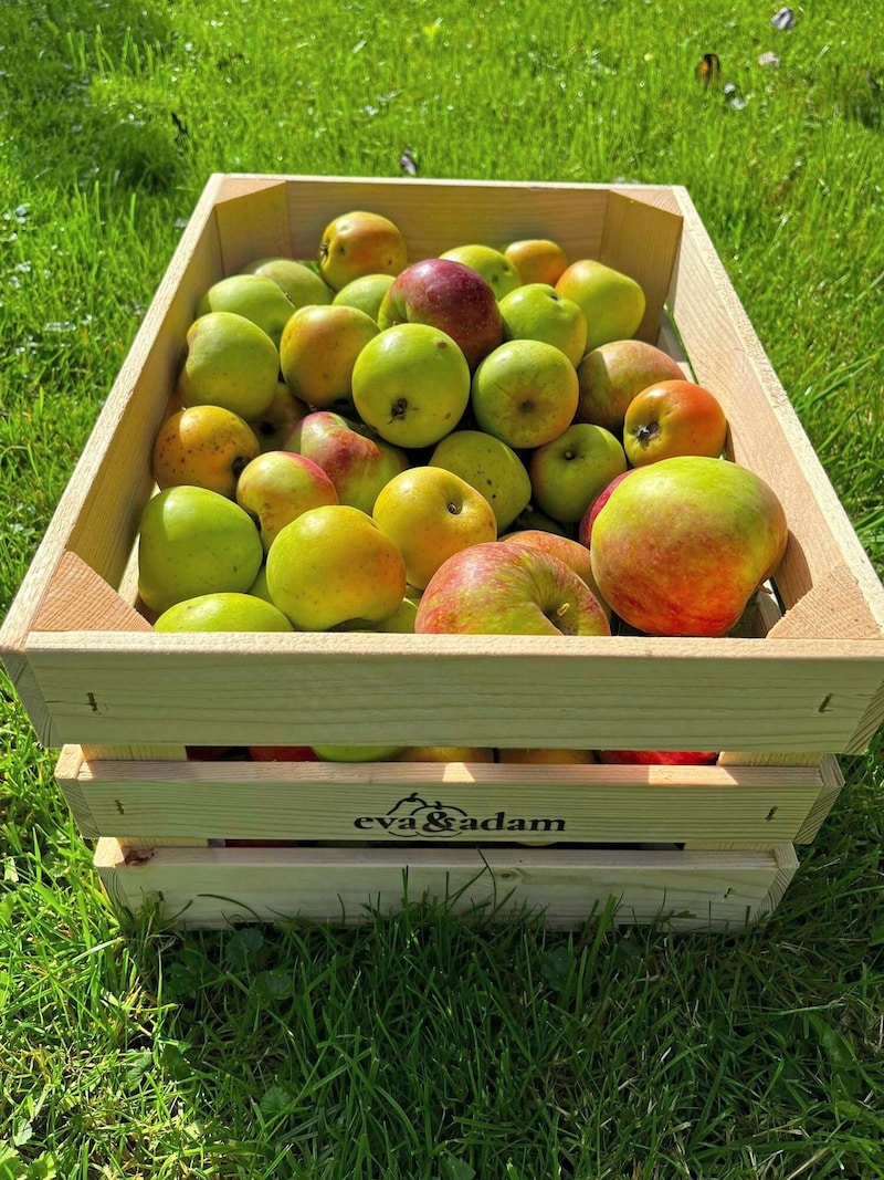 For apples, we recently had a supply rate of 246%, which was already at 398% in 2022 (Bild: Barbara Winkler)