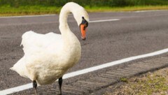 In London hatte sich am Donnerstag ein Schwan auf die Gleise verirrt (Symbolbild). (Bild: stock.adobe.com/Valiantsina)