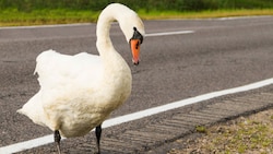 In London hatte sich am Donnerstag ein Schwan auf die Gleise verirrt (Symbolbild). (Bild: stock.adobe.com/Valiantsina)