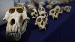 Die Empfänger der Affenschädel seien Sammler sowie Jagdvereine in den USA gewesen, so der Zoll. (Bild: AFP )