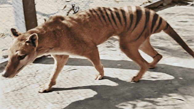 Aus Proben von Überresten eines Tasmanischen Tigers (das Bild zeigt eine 1933 entstandene Aufnahme des letzten lebenden Exemplars) konnten Forscher erstmals RNA gewinnen. (Bild: AFP/The National Film and Sound Archive of Australia)