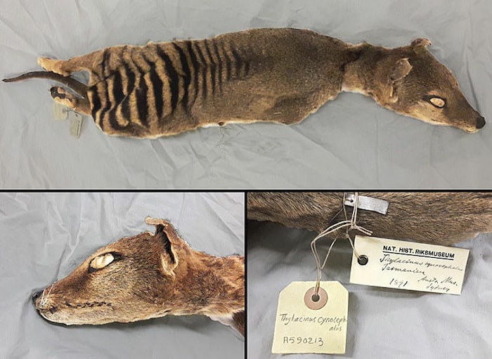 Aus den Überresten dieses Tasmanischen Tigers, der im Swedish NationalHistory Museum in ...