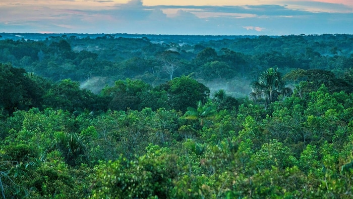 Der Amazonas in Brasilien
