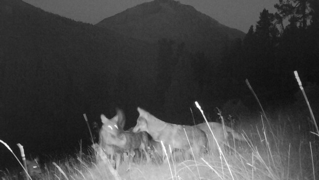 Das Bild der installierten Kamera zeigt mehrere Wölfe. (Bild: Schweizerischer Nationalpark)
