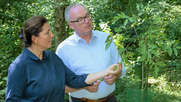Stephan Pernkopf und Edith Klauser, die Direktorin des Nationalparks Donauauen, sorgen sich angesichts invasiver Arten wie Götterbaum, Springkraut und Robinie (kl. Bilder). (Bild: Franz Josef Kovacs)