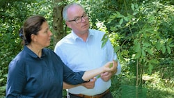 Stephan Pernkopf und Edith Klauser, die Direktorin des Nationalparks Donauauen, sorgen sich angesichts invasiver Arten wie Götterbaum, Springkraut und Robinie (kl. Bilder). (Bild: Franz Josef Kovacs)
