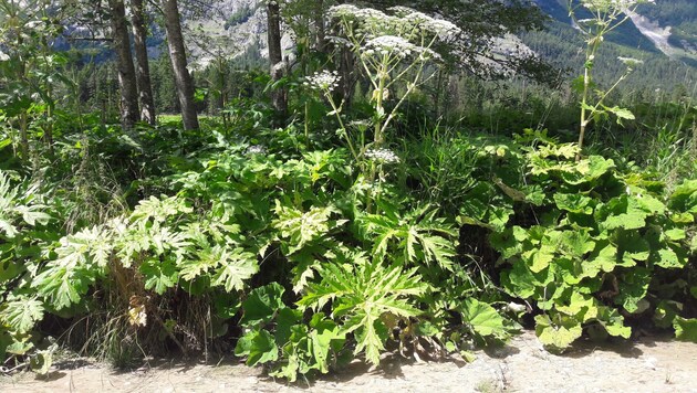 The giant hogweed is actually native to the mountainous regions of the Caucasus, but was introduced to Europe as an ornamental plant. It has been spreading rapidly in this country since the 1960s. (Bild: Konrad Pagitz)