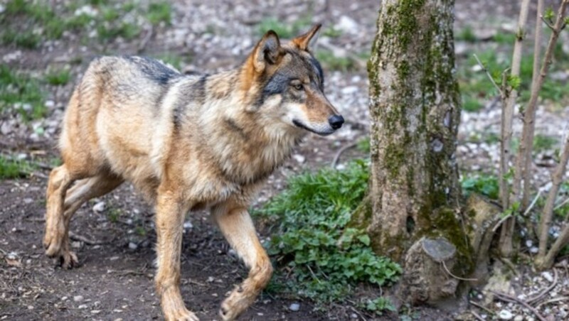 Das Vieh kommt von der Alm, wo der Wolf auch heuer aktiv war. (Bild: Lukas Huter)