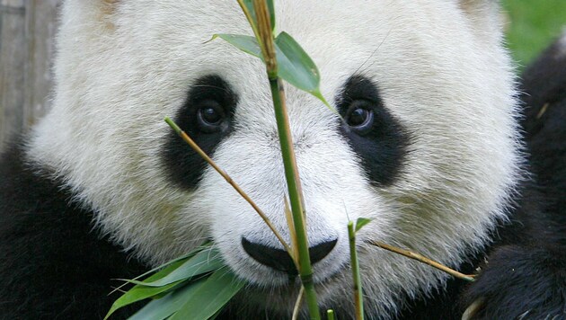 Chengdu ist Chinas Zentrum für Zukunftstechnologie und Heimat der großen Pandas. (Bild: LIU JIN)