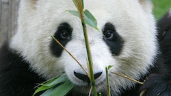 Chengdu ist Chinas Zentrum für Zukunftstechnologie und Heimat der großen Pandas. (Bild: LIU JIN)