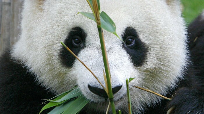 Der Große Panda ist vom Aussterben betroffen und hat in der Region Sichuan seinen letzten ...