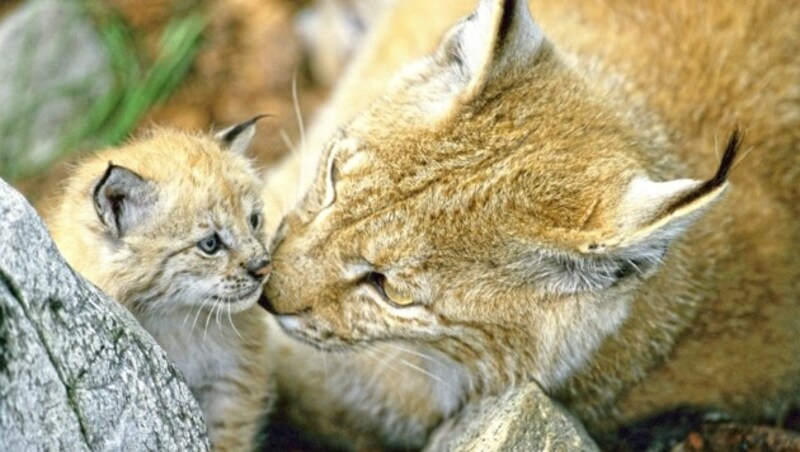 Sorgenkinder - die Luchse! Nur mehr wenige Individuen streifen durch die Kalkalpen und das Waldviertel. (Bild: WWF)