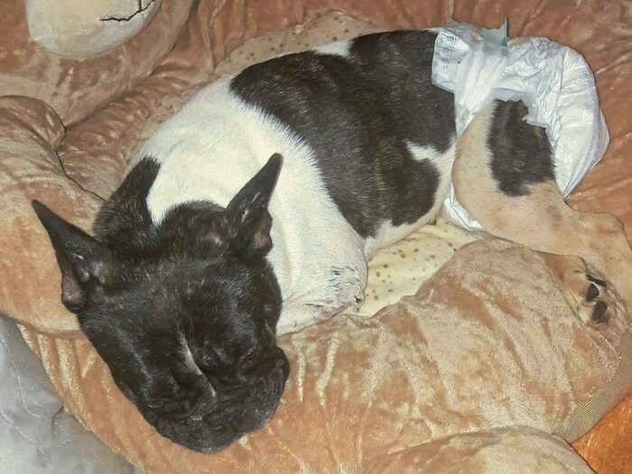 Doris Luggauer kümmert sich um schwerkranke, oft verstoßene Tiere.
