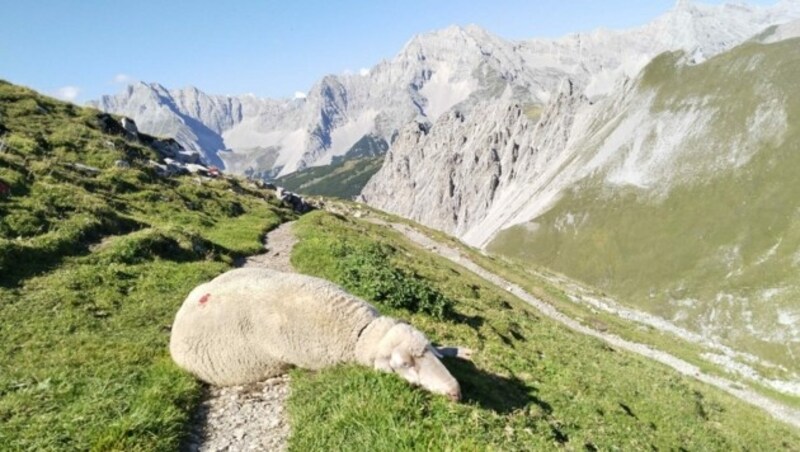 Auch die Schafe im Karwendel gaben sich der großen Hitze in den ersten Septemberwochen geschlagen. (Bild: Peter Freiberger)