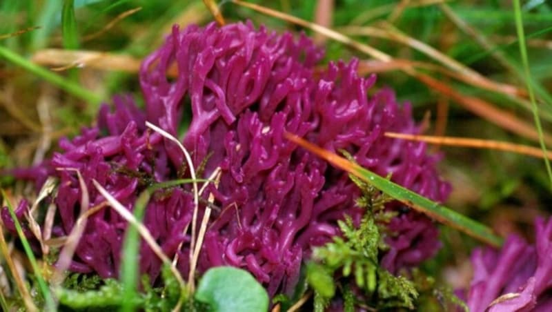 Die Violette Kleinkorella gilt als stark gefährdet. (Bild: OSWALD)