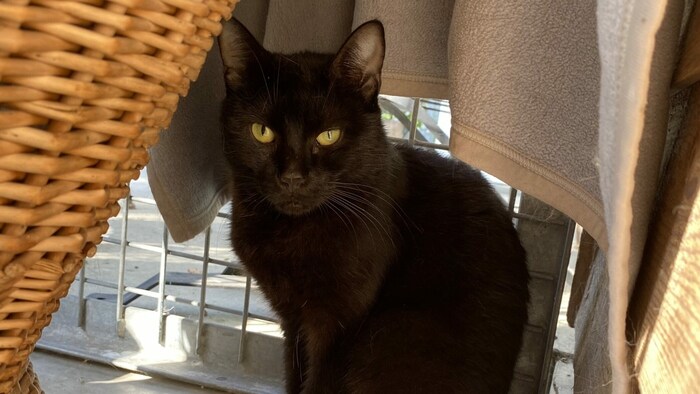 Katze Missy