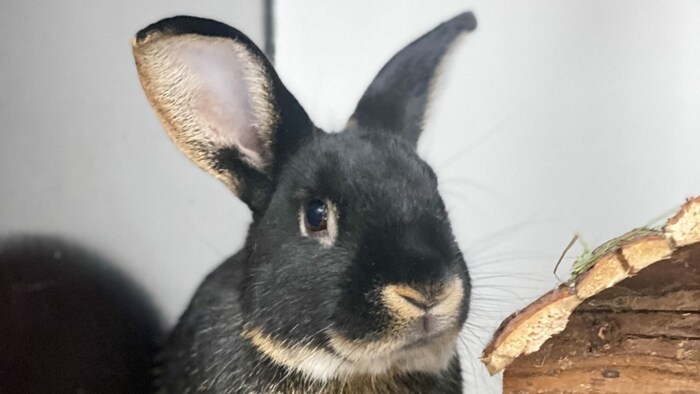 Lohkaninchen Dolittle