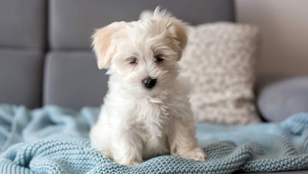 Der kleine „Teddy“ wurde nur wenige Wochen alt, bis er an schweren Verletzungen starb (Symbolbild). (Bild: stock.adobe.com)