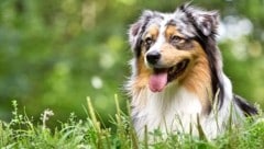 Der Bub spielte am Samstag auf einem Bauernhof bei Stainz mit einem Australian Shepherd (Symbolbild), als sich die dramatischen Szenen ereigneten. (Bild: rka - stock.adobe.com)