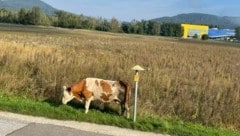 Die Kühe spazierten durch den Kreuzungsbereich Ikea/Metro/Tankstelle. (Bild: Kärntner Krone)