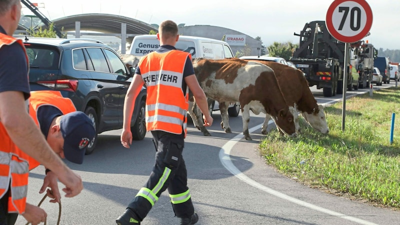 (Bild: Rojsek-Wiedergut Uta)