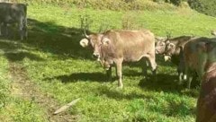 Ein Tuxer Rind - hier eine Herde - ging zum Angriff über, als die Bäuerin ein Kalb in den Stall holen wollte. (Bild: zVg)