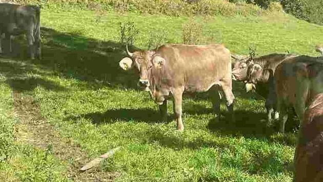 Ein Tuxer Rind - hier eine Herde - ging zum Angriff über, als die Bäuerin ein Kalb in den Stall holen wollte. (Bild: zVg)