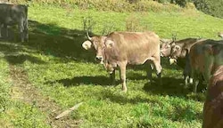 Ein Tuxer Rind - hier eine Herde - ging zum Angriff über, als die Bäuerin ein Kalb in den Stall holen wollte. (Bild: zVg)