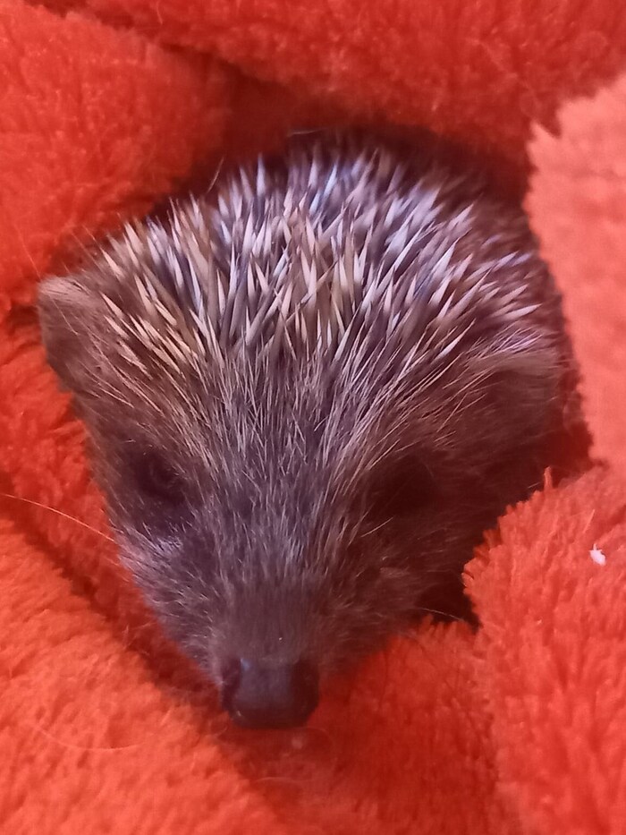 Der kleine Igel wurde warm eingepackt.