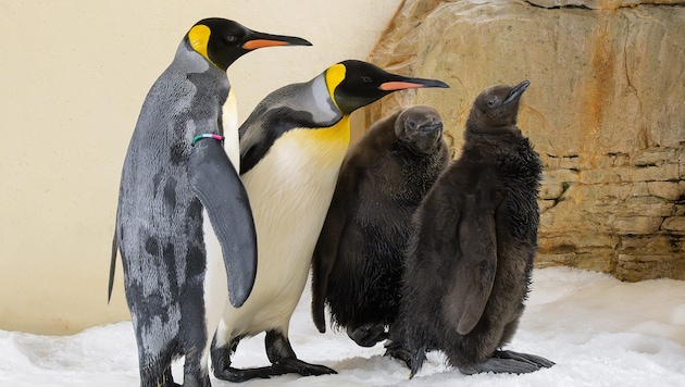 For the first time, two chicks have hatched at Schönbrunn Zoo. (Bild: Daniel Zupanc)