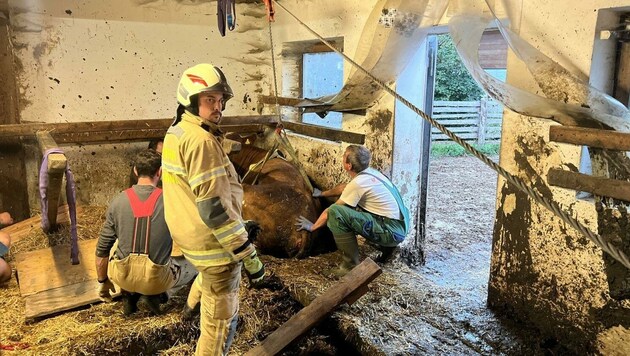 Die freiwillige Feuerwehr Tamsweg konnte die trächtige Kuh befreien. (Bild: Freiwillige Feuerwehr Tamsweg)