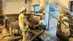 Die freiwillige Feuerwehr Tamsweg konnte die trächtige Kuh befreien. (Bild: Freiwillige Feuerwehr Tamsweg)