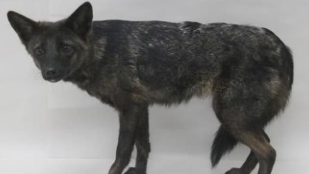 Etwas scheu und ängstlich präsentierte sich „Dogxim“ vor der Kamera der Forscher. (Bild: Wikipedia/Thales Renato Ochotorena de Freitas (CC BY 4.0))