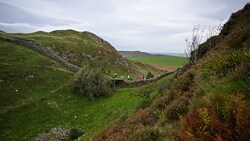 Der gefällte Baum am Hadrianswall (Bild: AFP)