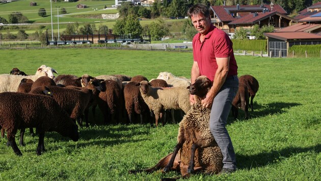 Angst vor dem Wolf mitten in Hollersbach: Georg Kaltenhauser mit seinen Schafen. (Bild: Hölzl Roland)