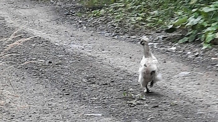 Der Seidenhahn irrte im Wald herum.