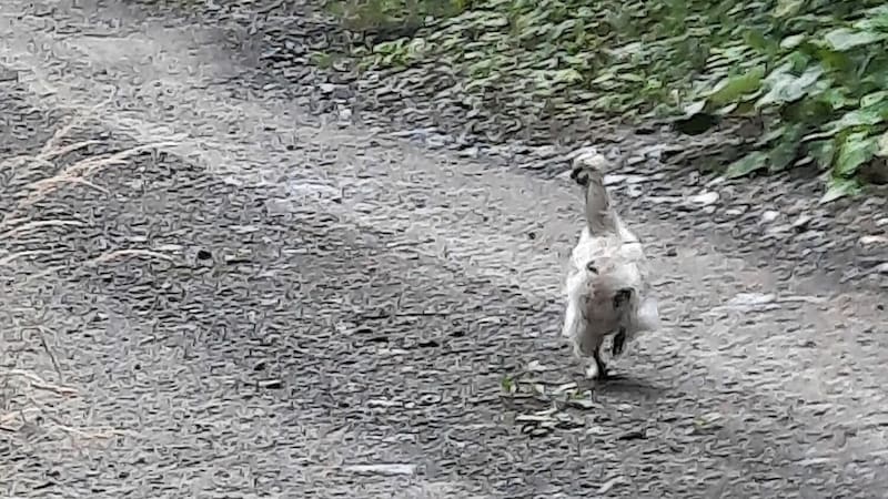 Der Seidenhahn irrte im Wald herum. (Bild: Familie Linder)