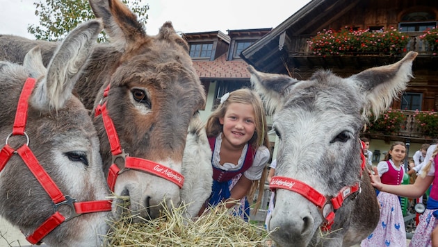 Esel, Ziegen und viele weitere gerettete Tiere können Besucher heute beim tierischen Oktoberfest auf Gut Aiderbichl erleben. (Bild: Tschepp Markus)