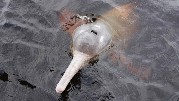 Im brasilianischen Amazonasgebiet sind mehr als 100 tote Süßwasserdelfine entdeckt worden (Symbolbild). (Bild: stock.adobe.com/guentermanaus)