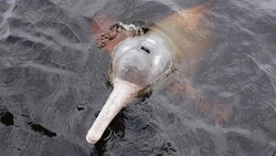 Im brasilianischen Amazonasgebiet sind mehr als 100 tote Süßwasserdelfine entdeckt worden (Symbolbild). (Bild: stock.adobe.com/guentermanaus)