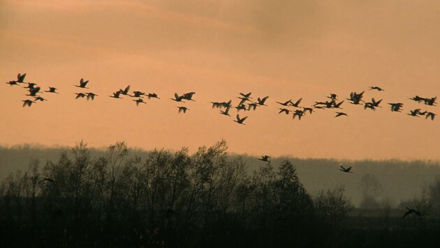 Viele Zugvögel zieht es nun ins Warme. (Bild: BirdLife Österreich)