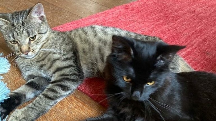 Floris und Tiger suchen gemeinsam ihr Für-immer-Zuhause.