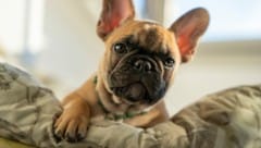 Französische Bulldoggen leiden oft unter gesundheitlichen Problemen wie Ohren- und Augenentzündungen. (Bild: Florian, stock.adobe.com)