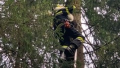 In Berndorf hatte sich eine verängstigte Katze auf einem Baum verkrochen. (Bild: FF-Berndorf/Lafer)