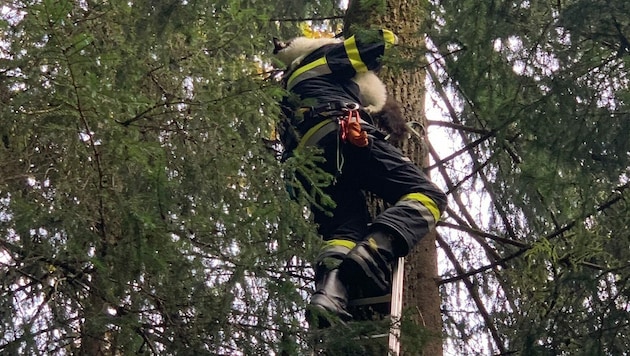 In Berndorf hatte sich eine verängstigte Katze auf einem Baum verkrochen. (Bild: FF-Berndorf/Lafer)