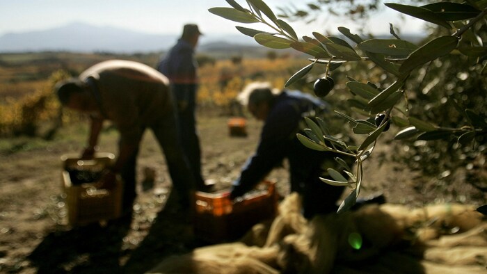 Ende September begann die Olivenernte in Sizilien, in diesen Tagen beginnt sie auch in Kalabrien ...