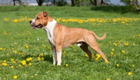 Ist ein American Staffordshire gefährlicher als andere Hunde? (Bild: lenkadan - stock.adobe.com)