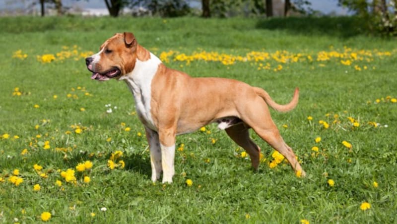 Ein American Staffordshire Terrier (Symbolbild) attackierte in Oberösterreich eine Joggerin - die Frau starb. (Bild: lenkadan - stock.adobe.com)