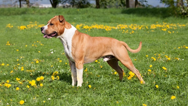 Amerikan Staffordshire diğer köpeklerden daha mı tehlikeli? (Bild: lenkadan - stock.adobe.com)