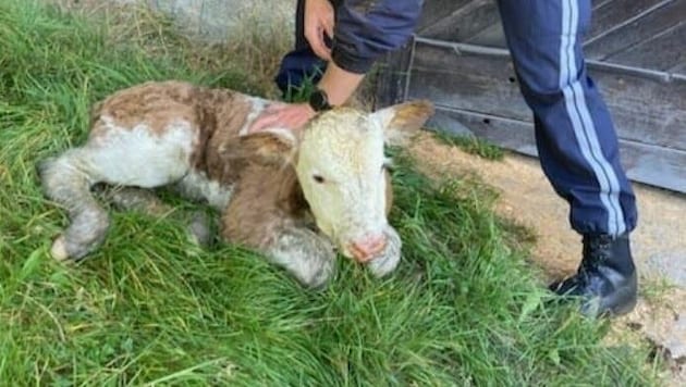 Polizisten konnten das Kalb aus dem Zaun befreien. (Bild: LPD Salzburg)